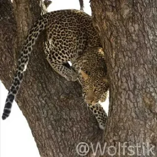 🙈