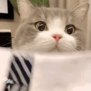 🍚