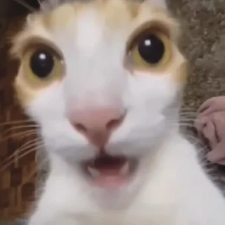 😳