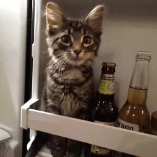 🍻