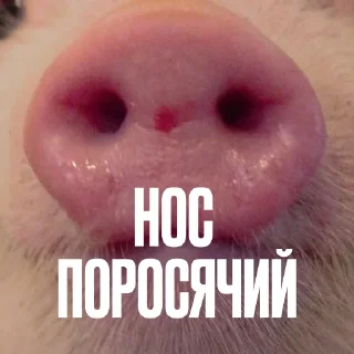 🐽