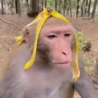 🌏