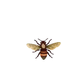 🐝