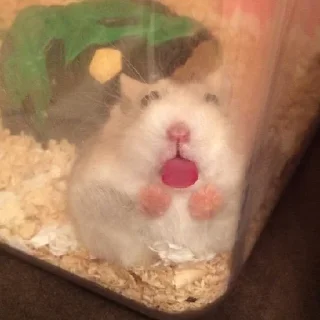 🐹