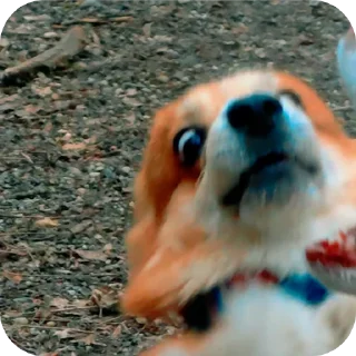 👍