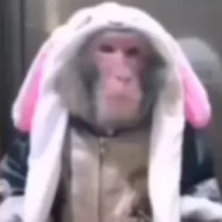 🐰