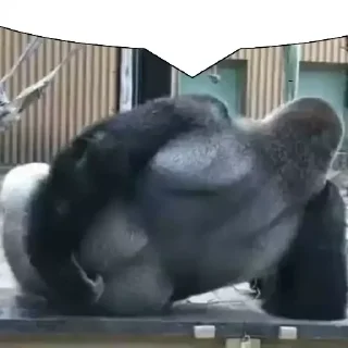 💬