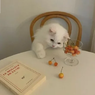 🐈