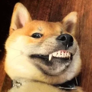🐶