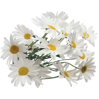 🌼