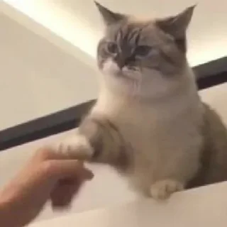 👊
