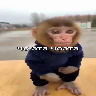 🐵