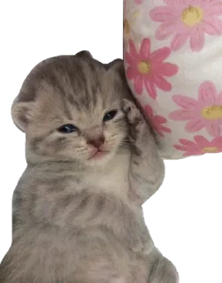 😼