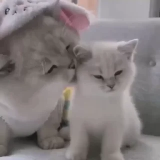 😇