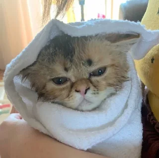 Всратость бытия