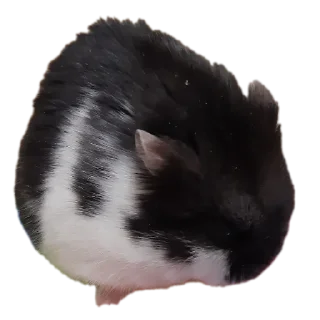 🐱