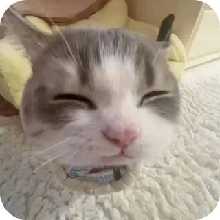 🐱