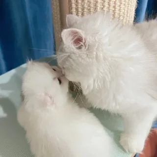 🐈