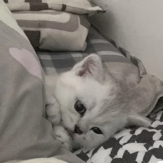 🤍