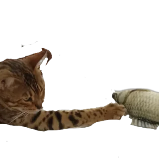 🐱