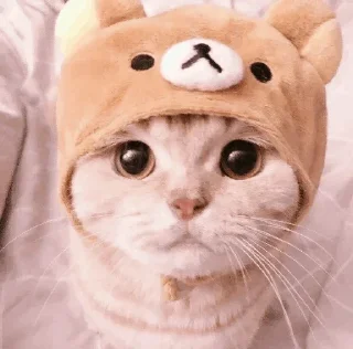 🐾