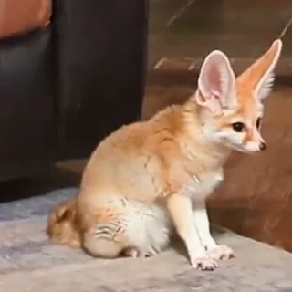 🦊
