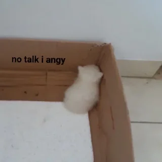 🐱