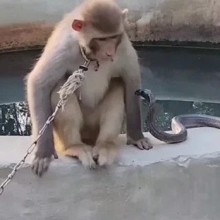 🙉