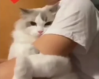 🐈
