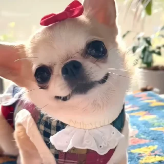 🐶