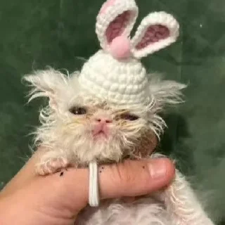🐰