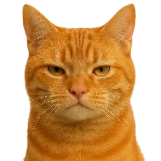 🐱