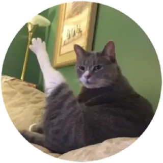 🐈