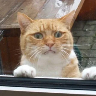 😾