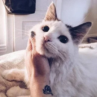🐱