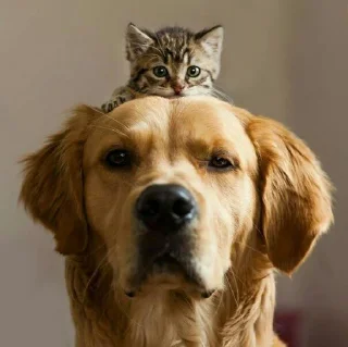 🐈