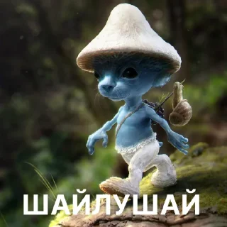 😼