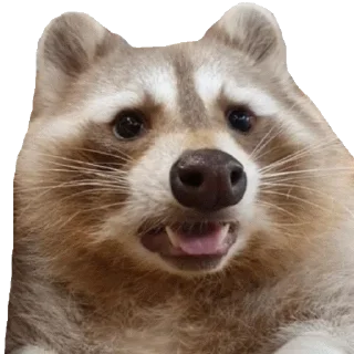 🦝