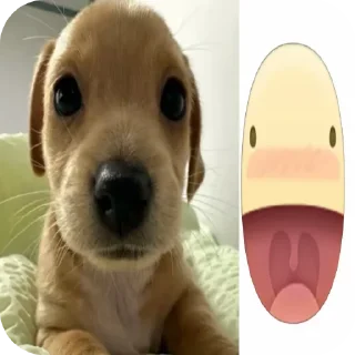 🐶