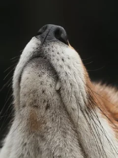 👃