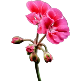 🌺