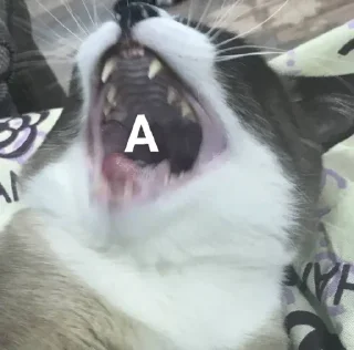 🅰