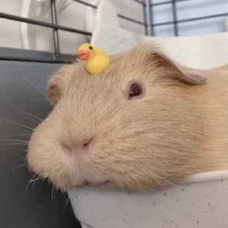 🥰