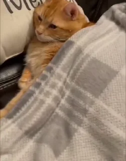 🐱