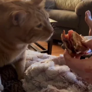 🐈