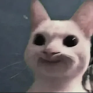 🐰
