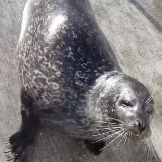 🌟
