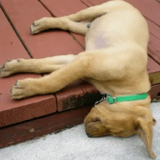 🐶