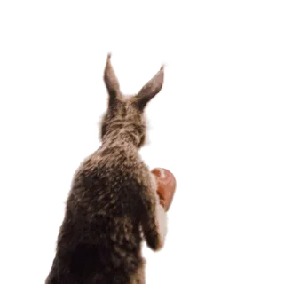 🥊