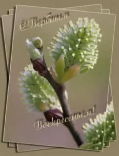🌷